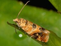 Lobesia reliquana 2, Harlekijnbladroller, Saxifraga-Ab H Baas