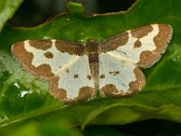 Lomaspilis marginata 6, Gerande spanner, Saxifraga-Ab H Baas