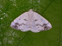 Lomographa temerata 2, Witte schaduwspanner, Saxifraga-Peter Meininger