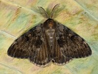 Lymantria dispar 18, plakker, Saxifraga-Ab H Baas