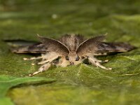 Lymantria dispar 20, plakker, Saxifraga-Ab H Baas