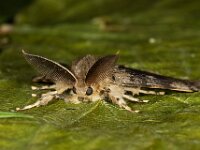 Lymantria dispar 23, plakker, Saxifraga-Ab H Baas