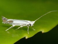 Lyonetia clerkella