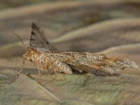 Macaria alternata 4, Donker klaverblaadje, Saxifraga-Ab H Baas