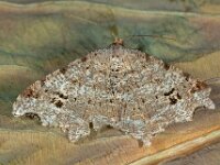 Macaria alternata 5, Donker klaverblaadje, Saxifraga-Ab H Baas