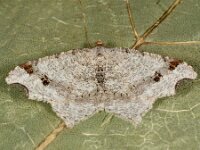 Macaria alternata 7, Donker klaverblaadje, Saxifraga-Ab H Baas