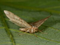 Macaria liturata 4, Gerimpelde spanner, Saxifraga-Ab H Baas