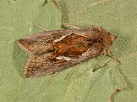 Macdunnoughia confusa, Dewick s Plusia