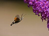 Kolibrievlinder  kolibrievlider op vlinderstruik : Macroglossum stellatarum