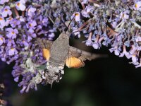 Macroglossum stellatarum 2, Kolibrievlinder, Saxifraga-Peter Meininger