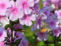 Macroglossum stellatarum 36, Kolibrievlinder, Saxifraga-Tom Heijnen