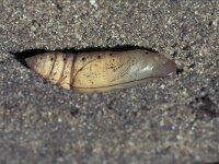 Macroglossum stellatarum 8, Kolibrievlinder, Saxifraga-Frits Bink