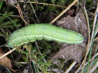 Macroglossum stellatarum 1, Kolibrievlinder, Saxifraga-Peter Meininger