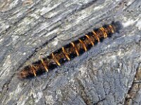 Macrothylacia rubi 3, Veelvraat, Saxifraga-Ab H Baas
