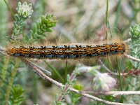 Malacosoma castrensis 10, Heideringelrups, Saxifraga-Gerard de Jong : Heideringelrups, Insect, Leersumse Veld, Macro, Malacosoma castrensis, Overig, Rups, Saxifraga Beeldbank, nachtvlinder