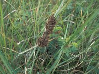 Malacosoma castrensis 4, Heideringelrups, Saxifraga-Frits Bink