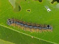 Malacosoma neustria 10, Ringelrups, Saxifraga-Ab H Baas