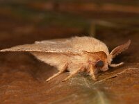 Malacosoma neustria 14, Ringelrups, Saxifraga-Ab H Baas
