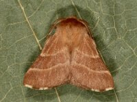 Malacosoma neustria 15, Ringelrups, Saxifraga-Ab H Baas