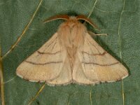 Malacosoma neustria 16, Ringelrups, Saxifraga-Ab H Baas