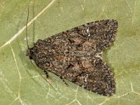 Mamestra brassicae 11, Kooluil, Saxifraga-Ab H Baas