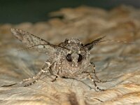Mamestra brassicae 15, Kooluil, Saxifraga-Ab H Baas