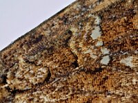 Mamestra brassicae 16, Kooluil, Saxifraga-Ab H Baas