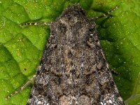 Mamestra brassicae 2, Kooluil, Saxifraga-Ab H Baas