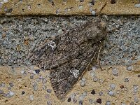 Mamestra brassicae 3, Kooluil, Saxifraga-Ab H Baas