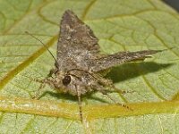 Mamestra brassicae 5, Kooluil, Saxifraga-Ab H Baas