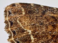 Mamestra brassicae 7, Kooluil, Saxifraga-Ab H Baas