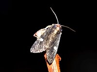 Melanchra persicariae 3, Perzikkruiduil, Saxifraga-Peter Gergely