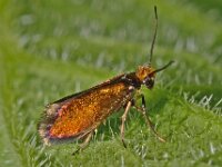 Micropterix aruncella 10, Vroege oermot, Saxifraga-Ab H Baas