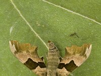 Mimas tiliae 8, Lindepijlstaart, male, Saxifraga-Marijke Verhagen
