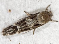 Mompha sturnipennella