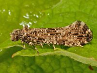 Morophaga choragella