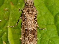 Morophaga choragella 2, Elfenbankjesmot, Saxifraga-Ab H Baas