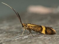 Nemophora degeerella 14, Saxifraga-Ab H Baas