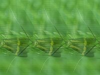 Nemophora degeerella 15, Saxifraga-Ben Delbaere