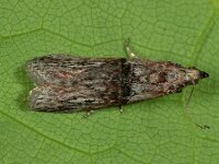 Nephopterix angustella 2, Saxifraga-Ab H Baas