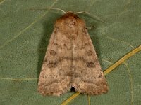 noctua comes 5, Volgeling, Saxifraga-Ab H Baas