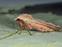 Noctua pronuba 10, Huismoeder, Saxifraga-Ab H Baas