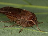 Noctua pronuba 13, Huismoeder, Saxifraga-Ab H Baas