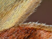 Noctua pronuba 15, Huismoeder, Saxifraga-Ab H Baas