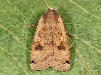 Noctua pronuba 8, Huismoeder, Saxifraga-Ab H Baas