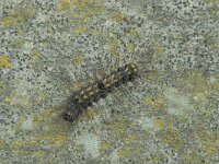 Nudaria mundana 2, Bleek beertje, Saxifraga-Frits Bink