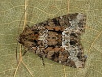 Oligia strigilis 2, Gelobd halmuiltje, Saxifraga-Ab H Baas