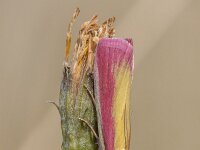 Oncocera semirubella 5, Prachtmot, Saxifraga-Bart Heijne : 2025, KNNV, Oncocera semirubella, Pyralidae, Renkumse Benedenwaard, augustus, insect, inventarisatie, nachtvlinder, prachtmot, zomer
