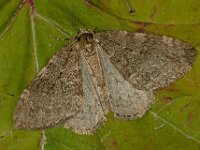 Operophtera brumata 25, Kleine wintervlinder, Saxifraga-Ab H Baas