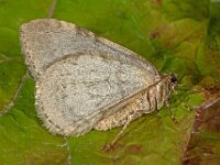 Operophtera brumata 26, Kleine wintervlinder, Saxifraga-Ab H Baas